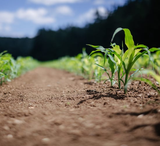 FAO highlights need for 'data-driven' action on global food systems