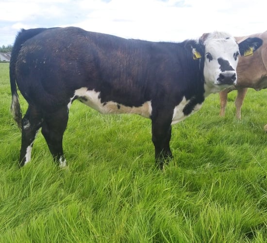 Autumn weanling show and sale set for midlands mart