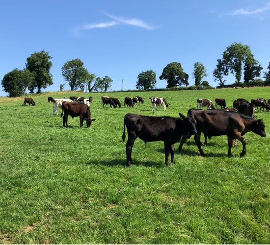Beef Plan claims Commercial Beef Value tool could be improved