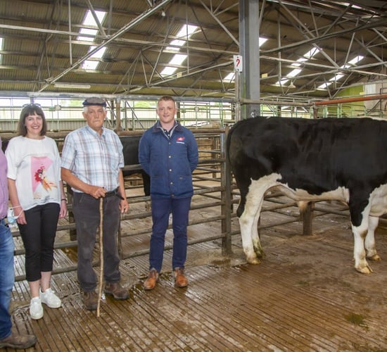 Bullock sale results in over €7,000 raised for cancer services