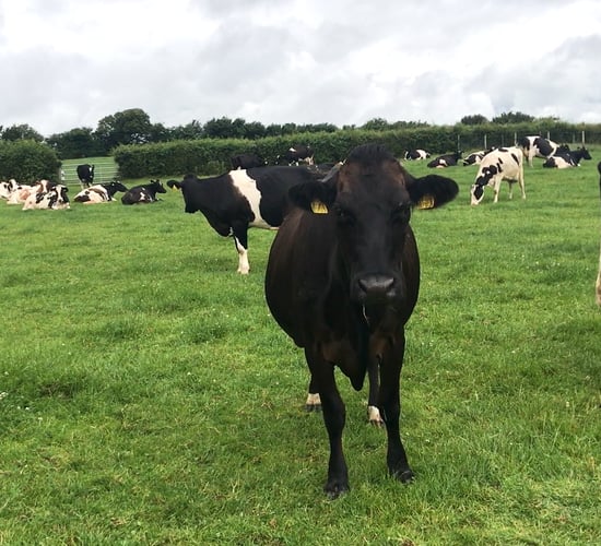 Using a synchronisation programme on late calvers