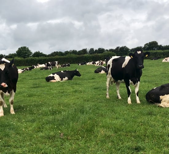 Agricultural emissions targets difficult, but achievable - Mulvihill