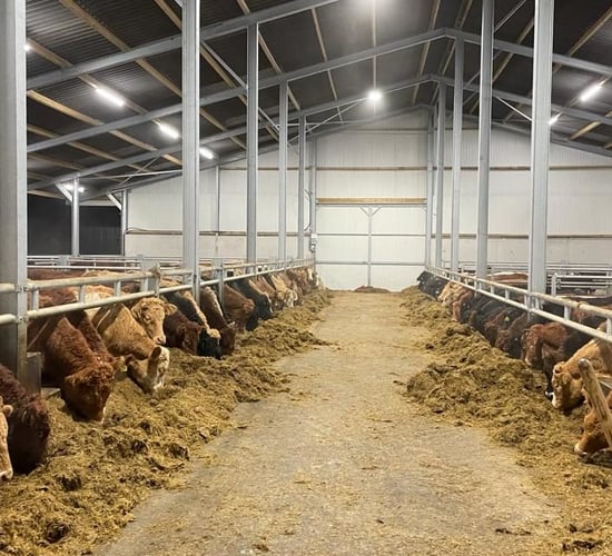 Why has finishing bullocks become more popular than bulls?