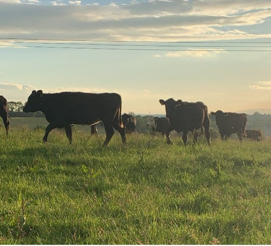 Heat stress: A real threat to cattle in current conditions