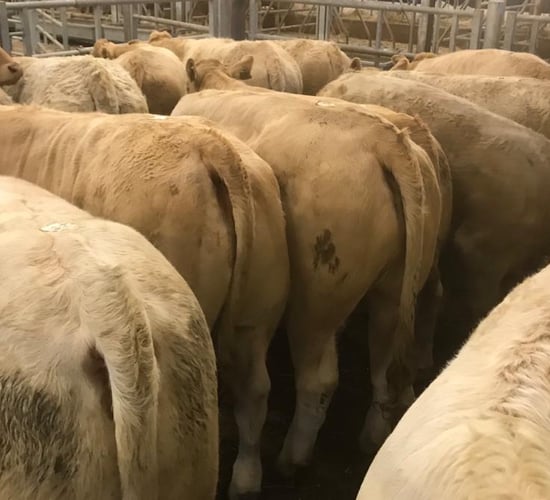 Beef kill: Factory ploy to pull prices fails to bolster kill