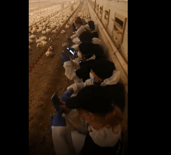 Animal rights activists target Armagh poultry farm