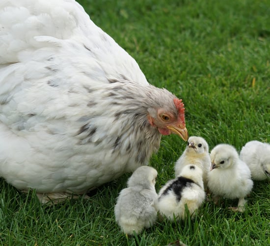 France to ban the crushing and gassing of male chicks from 2022