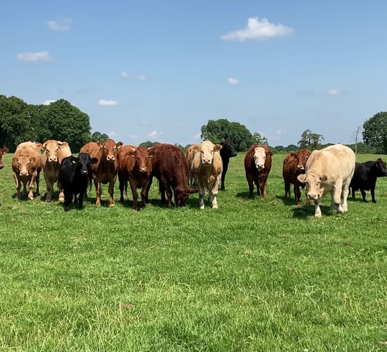 Oxford prof. to address committee meeting on methane emissions