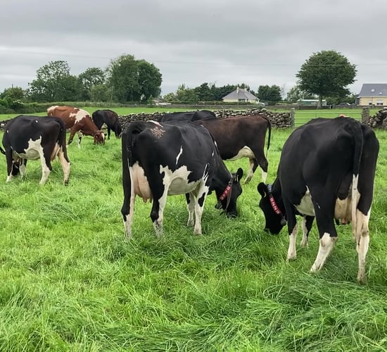 Extend your grazing season for as long as possible this autumn