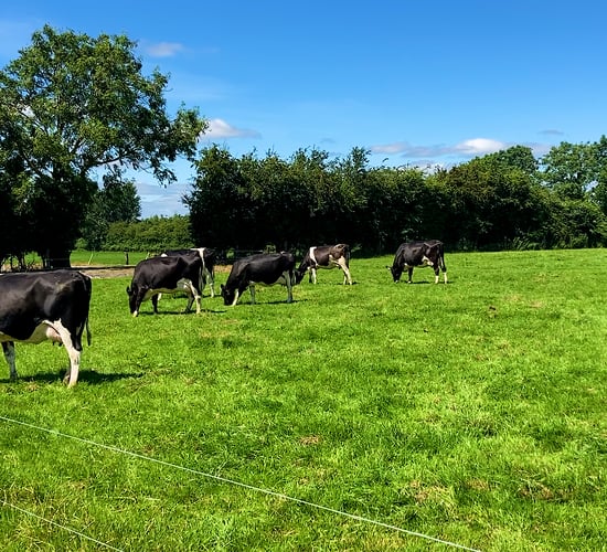 Budget 2023: 30% tax band would help struggling farmers - ICMSA