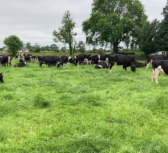 Importance of trace mineral supplementation for the dry cow