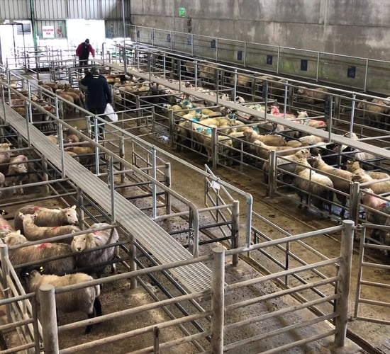Sheep marts: Heavy lambs hit €179 at Ennis Mart