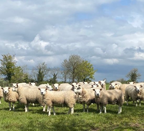 Sheep trade: Lamb price lifts as Eid al-Adha drives demand