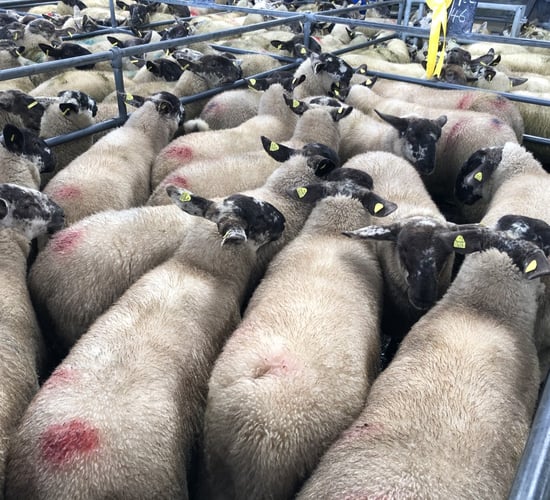 Sheep trade: Lamb prices come under pressure