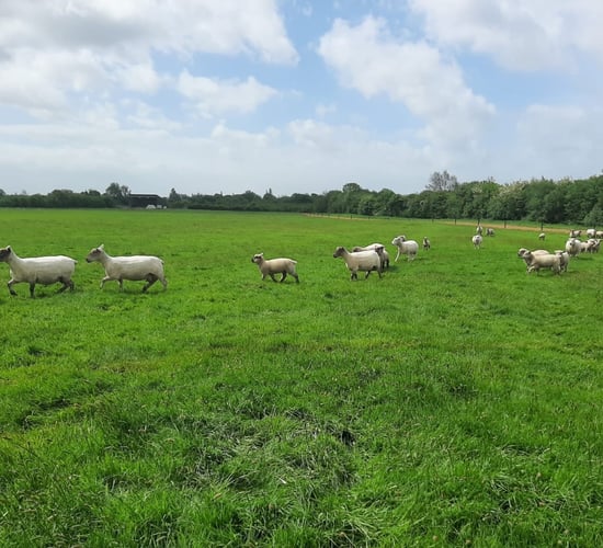 Sheep farmers 'under no pressure' to offload lambs