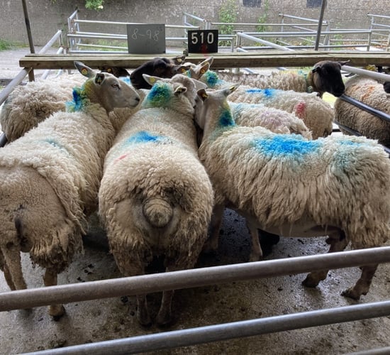 Cull ewe prices top €226/head at sales on Monday, as lamb prices also improve