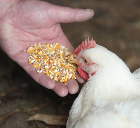 Farmers to Market outlines sustainability goals under Origin Green