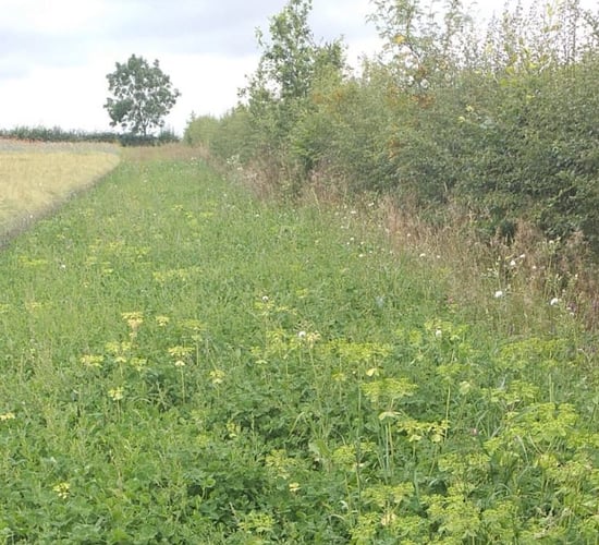 Laois farmer gets enthusiastic response to biodiversity project