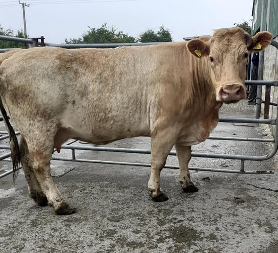 Cow trade: Home demand firm as northern activity eases