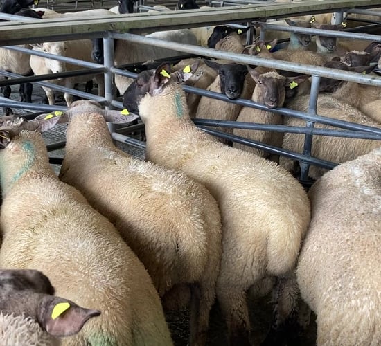 Northern sheep trade: Lamb prices strengthen