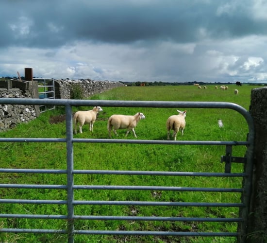 Sheep management: Weighing up options for lambs