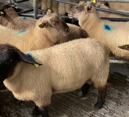 Sheep prices: Lamb trade 'steady' at sales on Monday