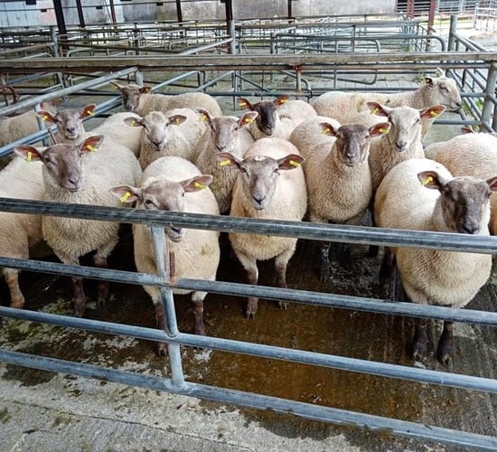 Sheep trade: Lamb prices ease a further 10-20c/kg