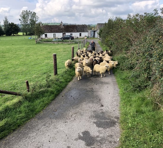 'Factories actively seeking lambs as demand for Eid al-Adha increases'