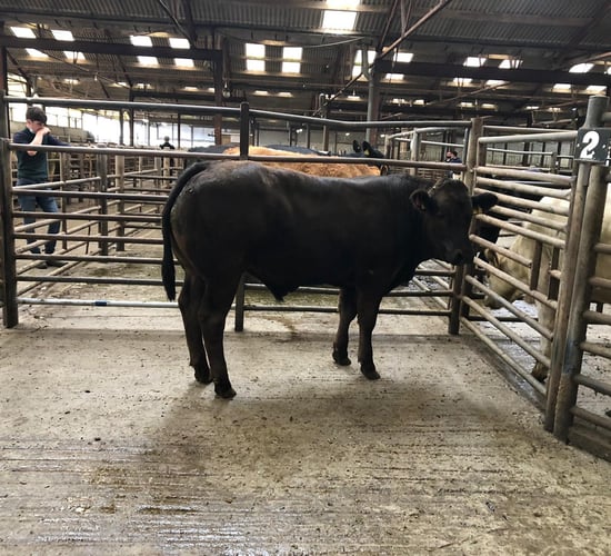 Viastar seeking 1,800 bulls ranging from 250-400kg
