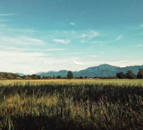 German agriculture report proposes restructuring of direct payments