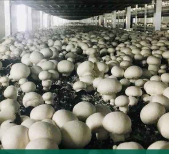 Mushroom growers urge NI Executive to protect support scheme