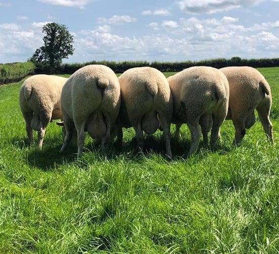 How many farmers have selected a genotyped ram action?