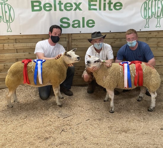 Belgian Beltex Elite Sale sees a shearling ewe top it at €1,740
