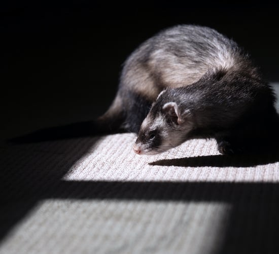 Applications sought for cat, dog and ferret quarantine facility