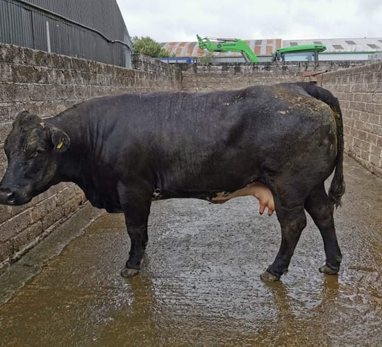 Pics and prices: Almost 300 cattle on offer at Tullow Mart
