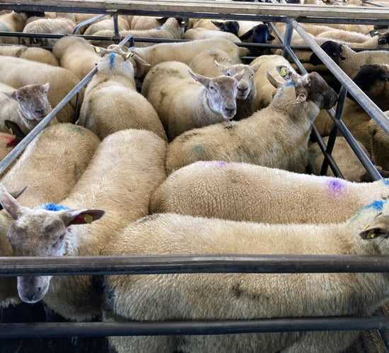 Sheep trade update: Lamb prices holding steady