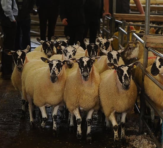 Mayo Mule and Greyface sale sees easier trade than last year