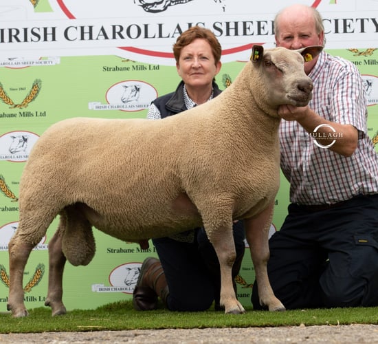 Video: 'Record sale' for Charollais Sheep Society