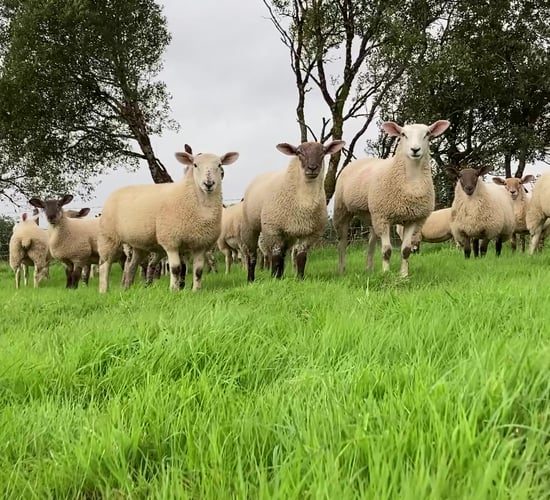 'Lamb prices as high as €6.60/kg for larger lots, as prices push on'
