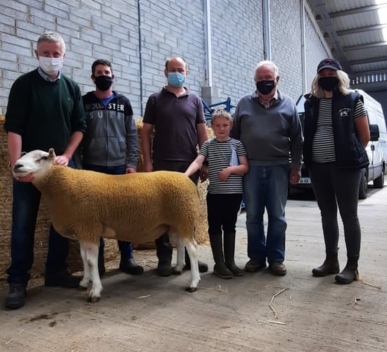Records smashed at Belclare Sheep Society premier sale