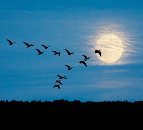 Birdwatch Ireland under statutory investigation