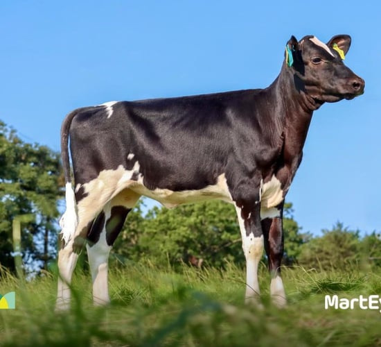 Video: 3-month old Holstein heifer sells for over €49,000