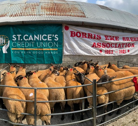 Borris Ewe Breeders' second sale sees prices reach €300/head