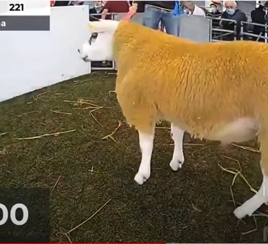 Watch as Texel ram lamb sells for €10,000 at Blessington
