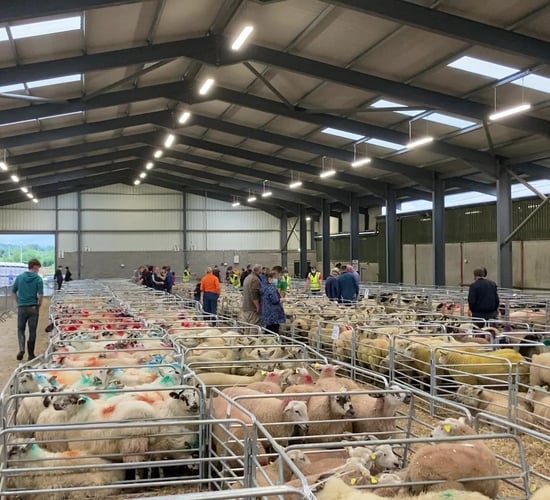 Quality ewe lambs snapped up at 'affordable prices' at Carrick Prolific Breeders' sale