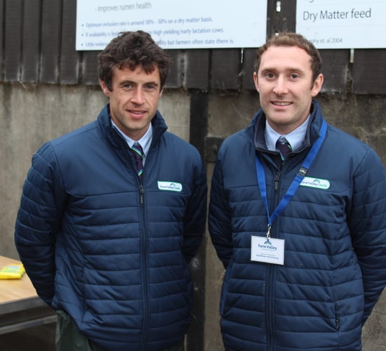 Alternative forages could significantly boost dairy diets