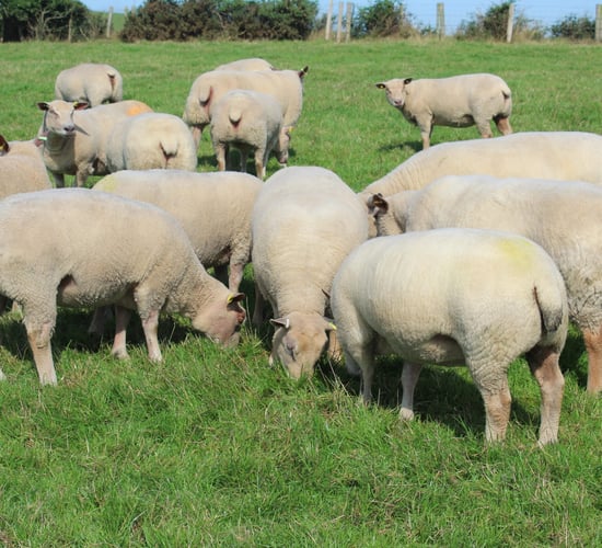 Iskeymeadow ram lamb sells for 3,400gns at Charollais sale