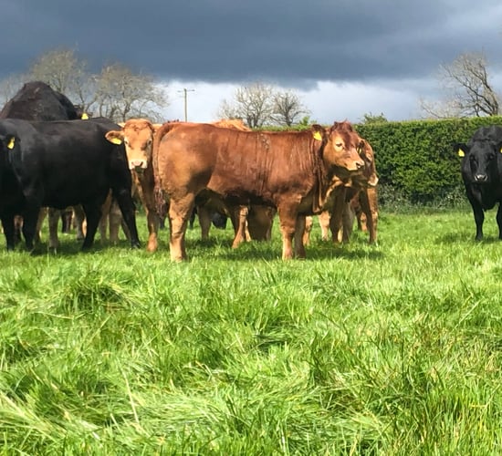Irish weanling exports plunge by over 20% on last year