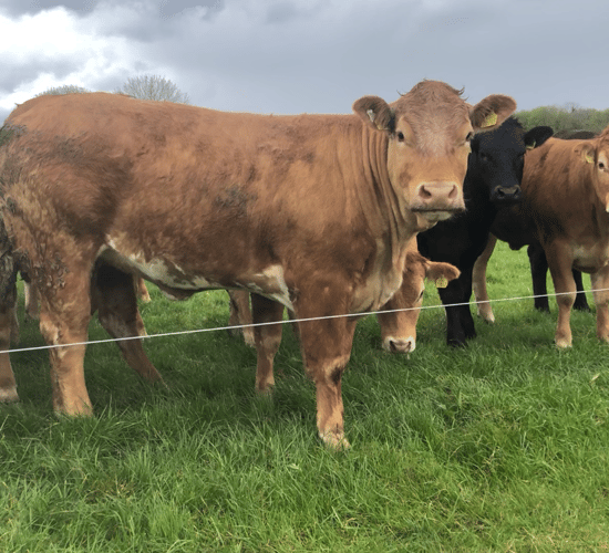 Beef price: August kill begins with steady factory quotes