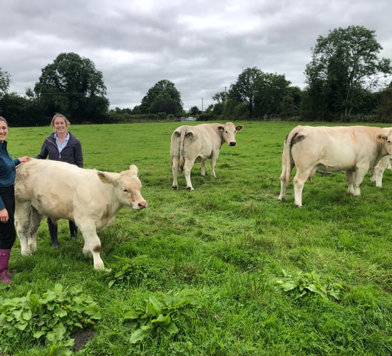 Beef Focus: Galway sisters producing quality suckler stock